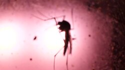 Insect Analysis In A Lab Close Up Stock Footage