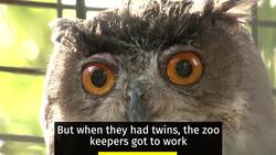 Born in captivity, eagle owl twins learn to adapt to the wild News Clip