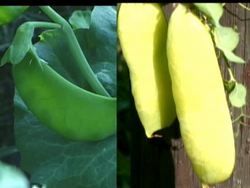 Fundamentals of Genetics: Probability Instructional Video