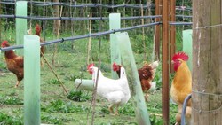 Raising Backyard Chickens - Treats, Exercise and Toxic Foods Instructional Video