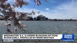 Early blooms in DC as National Cherry Blossom Festival begins News Clip