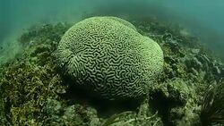 Brain Coral. Stock Footage
