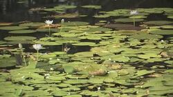 Comb-crested jacana (Irediparra gallinacea) walking across lily pads Stock Footage