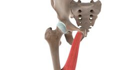 Adductor longus muscle (3D) Instructional Video