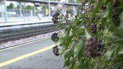 CLEAN : Commuting in Ile-de-France: the difficulties of a user of the RER D News Clip