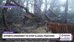 Animals Heading For Extinction Over Habitat Destruction, Poaching News Clip