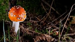 Macro Dolly: Fly agaric Stock Footage
