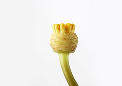 Ovule Instructional Video