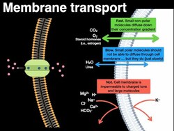 Membrane transport Instructional Video