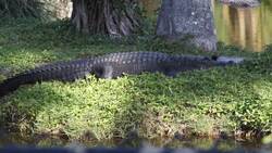 Why Biodiversity is Important Instructional Video