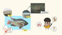 Exploring the Fascinating World of Fish Instructional Video