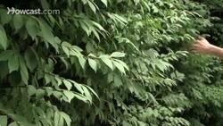 How to Solve a Maze Instructional Video