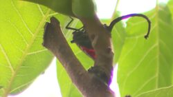 Spotted lanternfly infestation spreads across Long Island News Clip