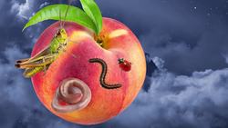 Great Authors: Roald Dahl Instructional Video