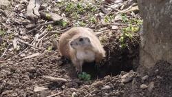 Prairie Dogs at Cotswold Wildlife Park News Clip