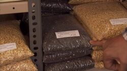 The Power of Lentils: A Nutritious and Versatile Food Source in India Instructional Video