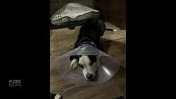 #TheMoment a one-eyed dog was saved and started over as 'Pirate Andy' News Clip