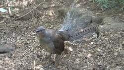 The Enchanting Lyrebirds of Australia Instructional Video