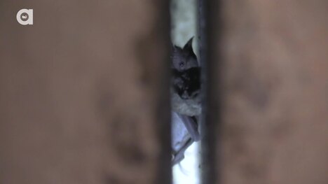 Catching Bats by Hand! - The Mexican Free Tailed Bat