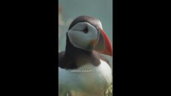 What exactly are the Canada Games? News Clip