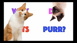 Why Do Cats Purr? THE SCIENCE! Instructional Video