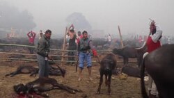 CLEAN : Nepal's mass animal slaughter begins despite outcry News Clip