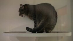 How to Treat a Cat with Fleas Instructional Video