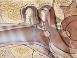 Senses: Hearing and Balance Instructional Video