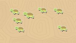 I WONDER - What Is A Group Of Tortoises Called? Instructional Video