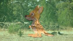 I WONDER - How Far Can Kangaroos Jump? Me Pregunto - Hasta Dónde Pueden Saltar Los Canguros? Instructional Video