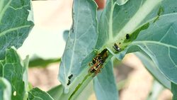 Wasp decomposed caterpillar for feeding Stock Footage
