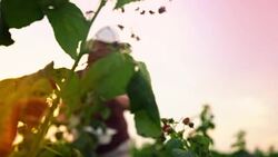 An elderly woman collects raspberries at sunset. Organic food. Stock Footage