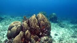 Seascape of coral reef in the Caribbean Sea around Curacao at dive site Watamula Stock Footage