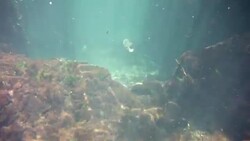 Underwater at Cenote in the Yucatán Peninsula, Mexico Stock Footage
