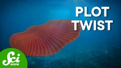 The Hostile World Where Animal Life Began Instructional Video