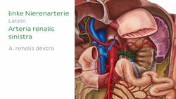 Arterien des Dünndarms Instructional Video