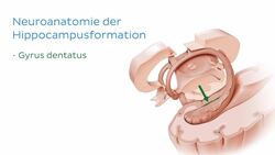 Hippocampus und Fornix Instructional Video