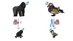 Why Bird Penises Are So Weird Instructional Video