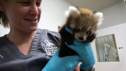 A Very Brave Red Panda Is Overcoming So Many Health Issues! Instructional Video