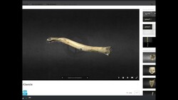 Anatomy | The Scapula and Clavicle Instructional Video