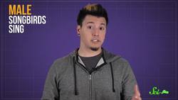 Why Do Birds Sing in the Morning? Instructional Video