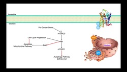 Endocannabinoids [Part 4] | Effects on Cancer Cells Instructional Video