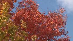 Why Leaves Change Color in the Fall Instructional Video