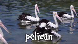 Birds! Learn about Birds Instructional Video