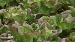 Aquaponic farming saves water, but can it feed the country? News Clip