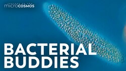 Kentrophoros: The Mouthless Ciliate With a Back Full of Snacks Instructional Video