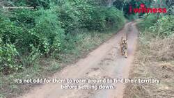 What happens to Zeenat will decide the fate of 15 tigers in India | I Witness News Clip