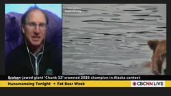 How the Fat Bear Week contest became a viral phenomenon | Hanomansing Tonight News Clip