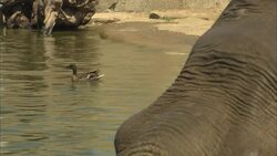 Ever Wonder What Elephants do at a Pool Party? Instructional Video