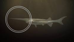Chinese paddlefish has been declared extinct Instructional Video